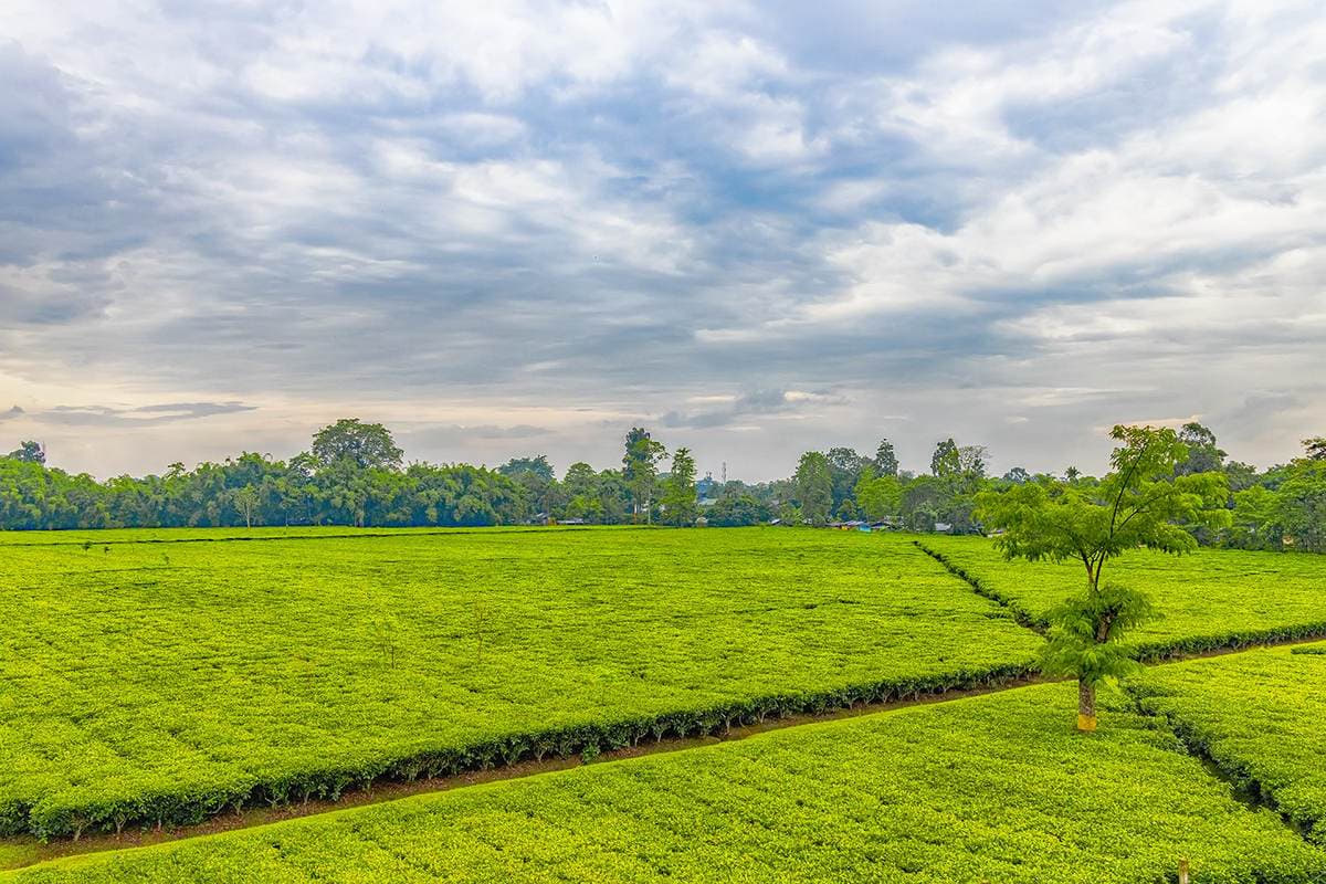 Assam Tea Estates & Kaziranga Safari