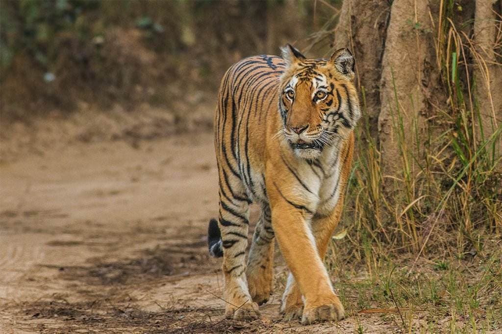 Jim Corbett National Park Safari