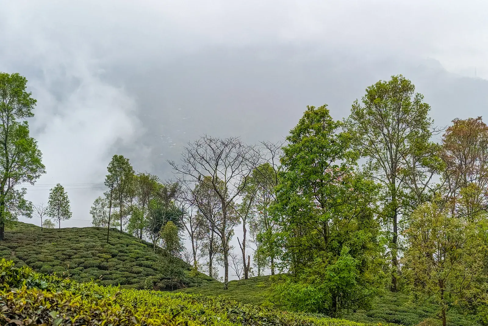 Darjeeling Tea Estate Experience