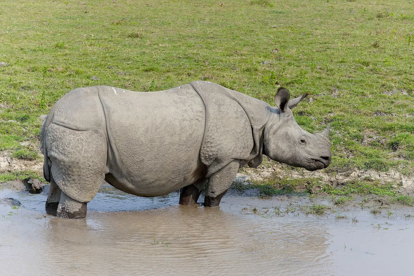 Kaziranga: Rhino Land of India