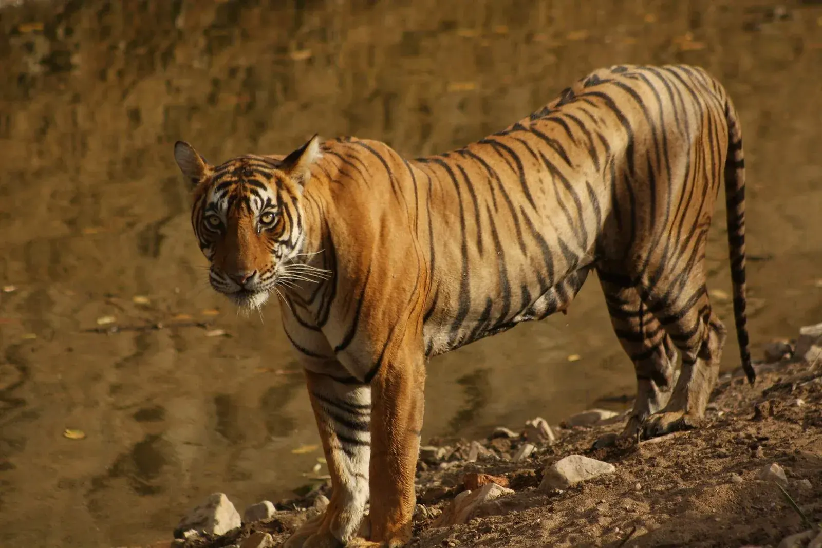 Ranthambore Tiger Safari