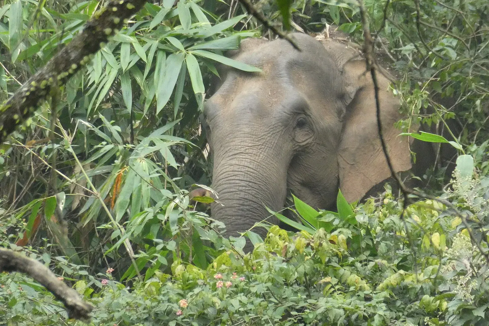 Periyar Wildlife Sanctuary: Elephants of Kerala